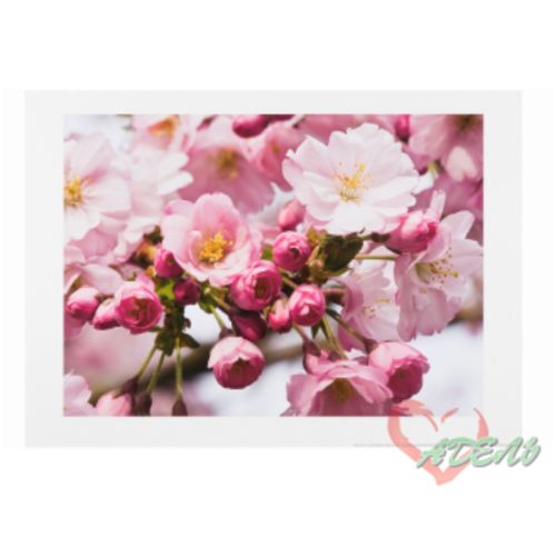 ЭДЕЛВИК Постер, весенний цветок II, 90227198